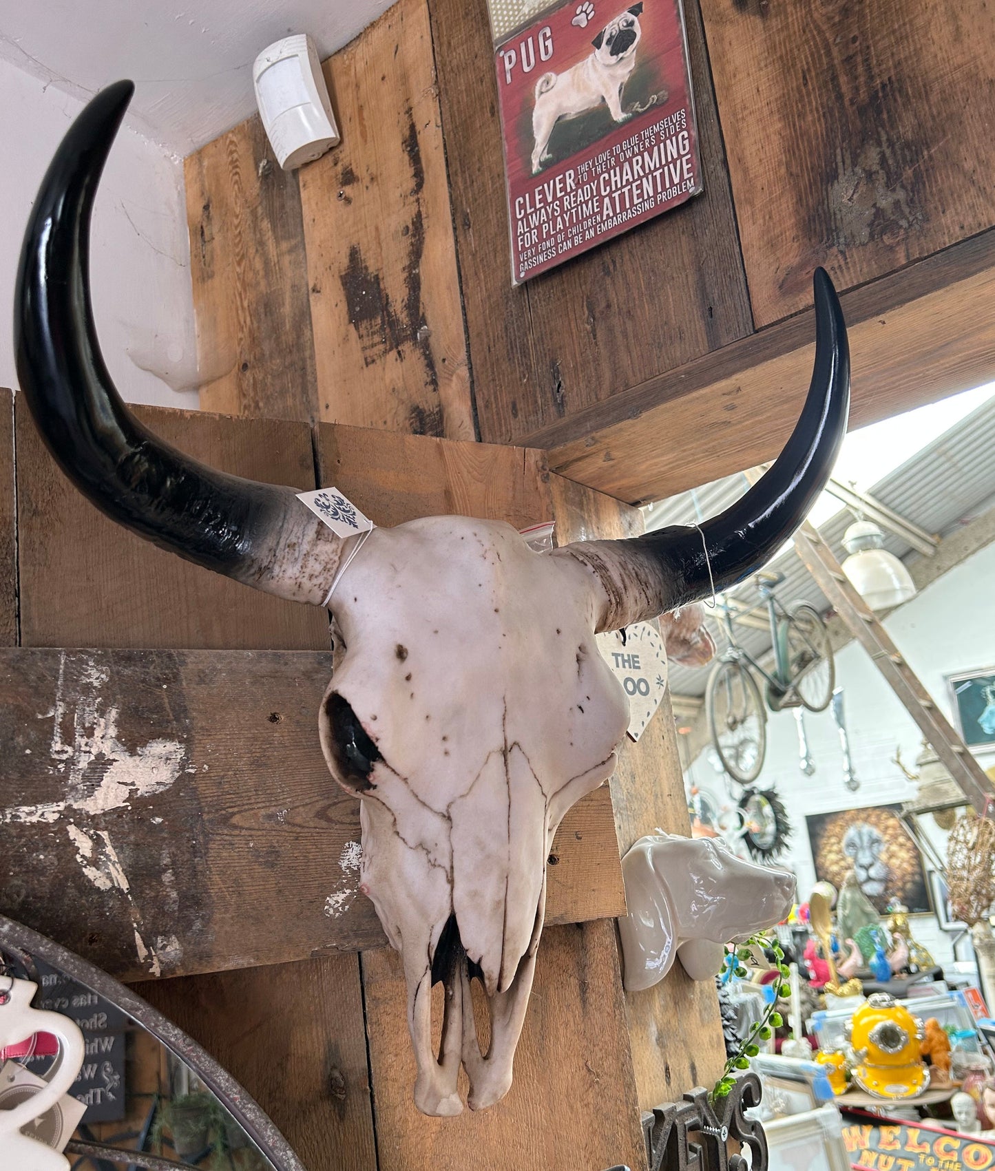 Large Bison Skull Wall Head – Stunning Wall-Mounted Bison | Sign of the times Stoke
