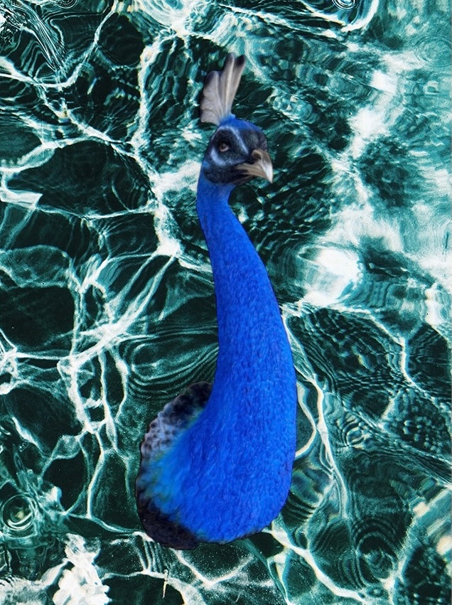Peacock Wall Figure - Bold Resin Wall Art