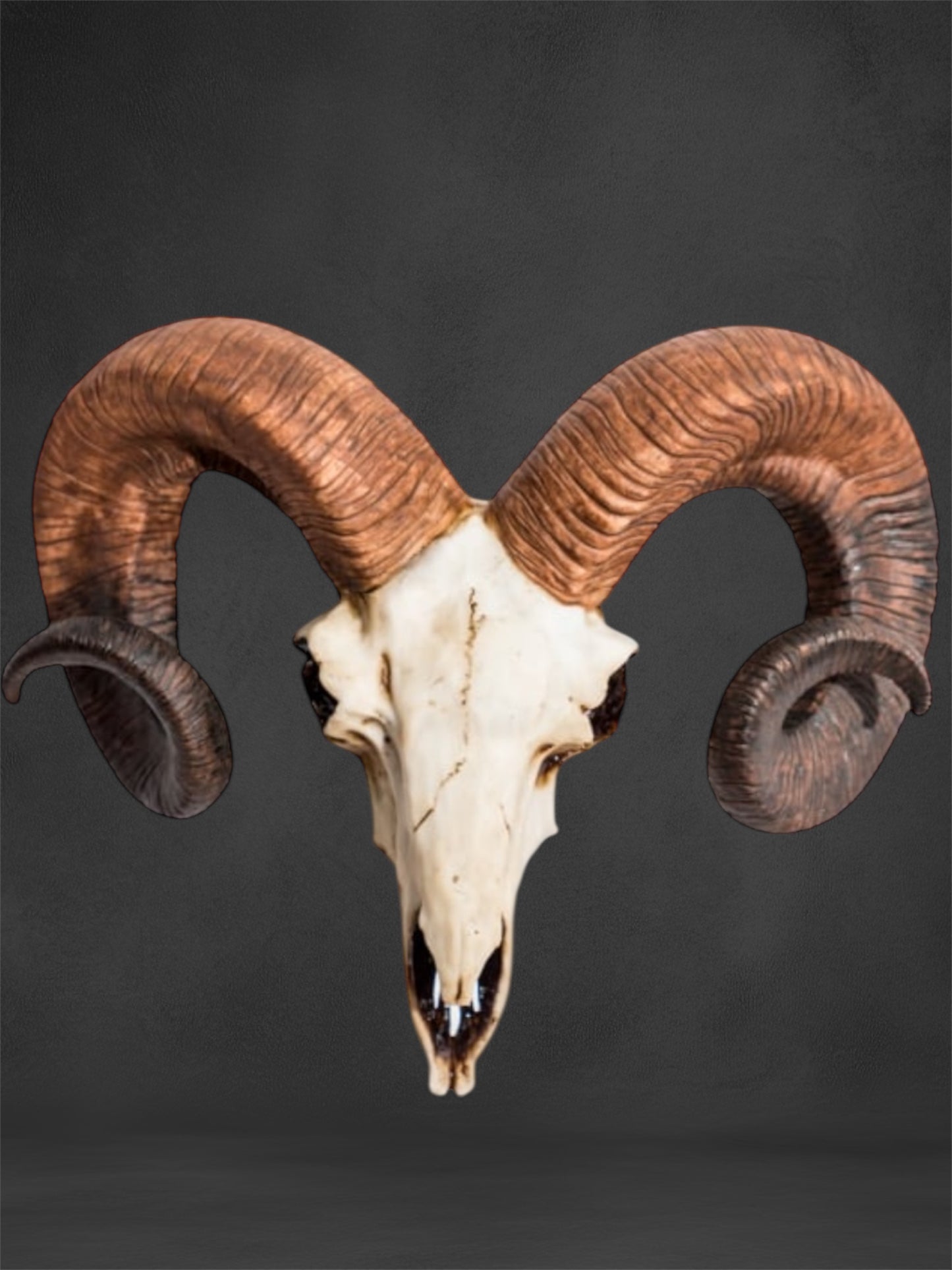 "Natural" Ram Skull Wall Head – Rustic Wall Décor with Intriguing Charm