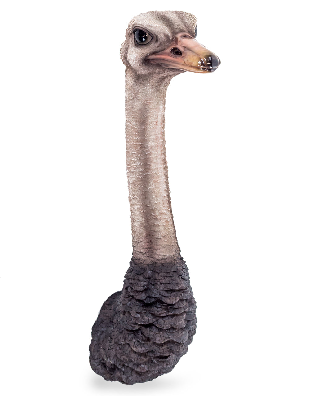 Stunning Ostrich Wall Mount – Realistic Resin Art | Sign of the times Stoke