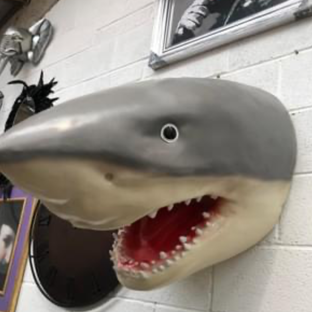 Incredible Shark Resin Wall Mount - Versatile Home Décor | Sign of the times Stoke