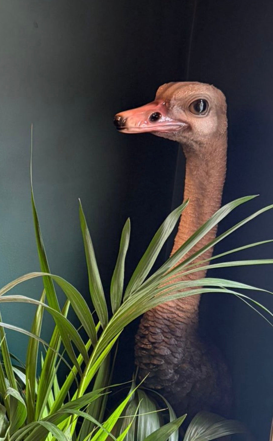 Stunning Ostrich Wall Mount – Realistic Resin Art | Sign of the times Stoke