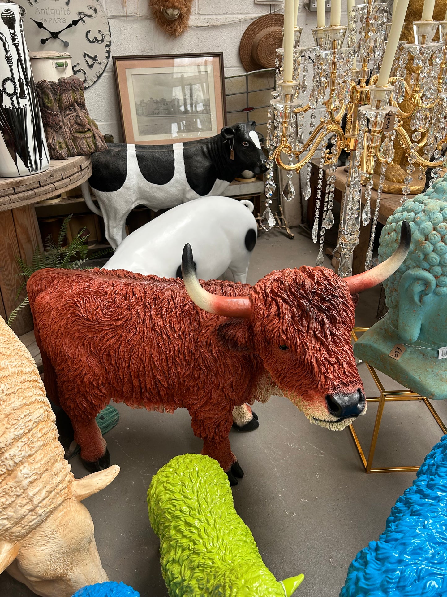 Highland Cow