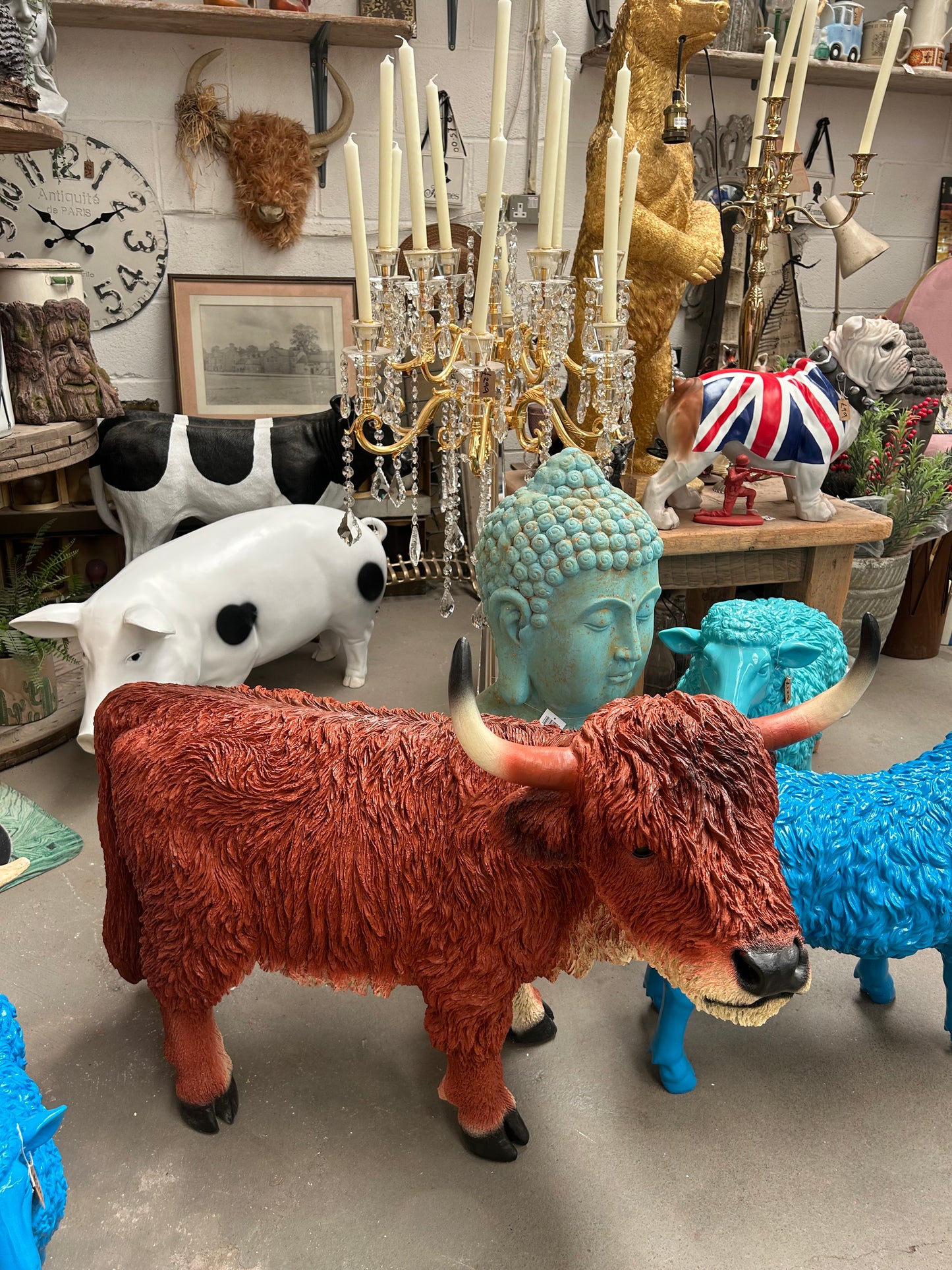 Highland Cow