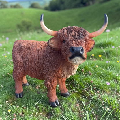 Highland Cow