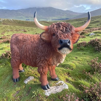 Highland Cow