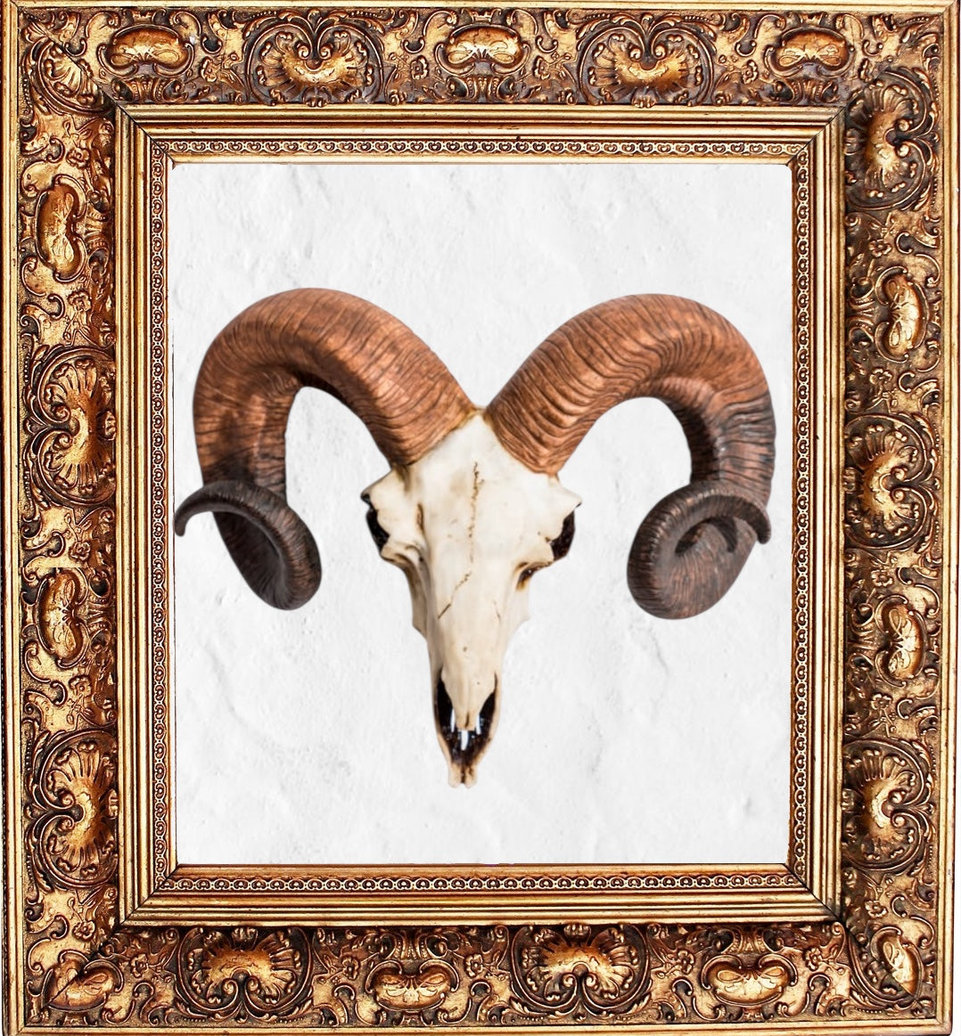 "Natural" Ram Skull Wall Head – Rustic Wall Décor with Intriguing Charm