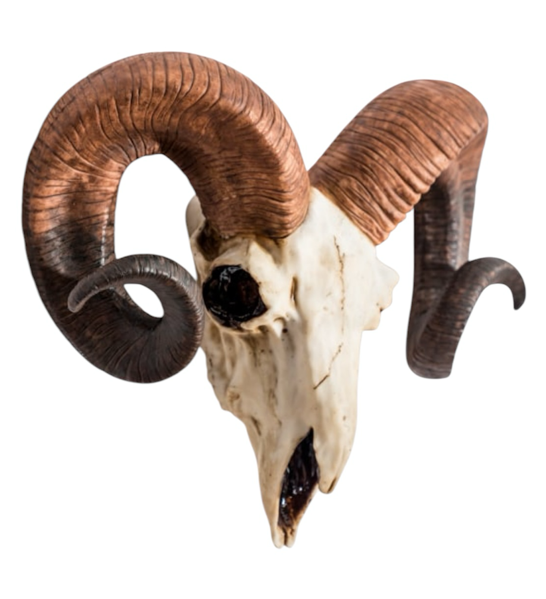 "Natural" Ram Skull Wall Head – Rustic Wall Décor with Intriguing Charm