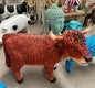 Highland Cow