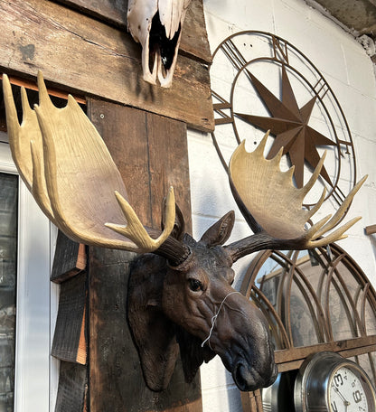 Realistic Moose Wall Mount – Exquisite Rustic Wall Head Decoration | Sign of the times Stoke