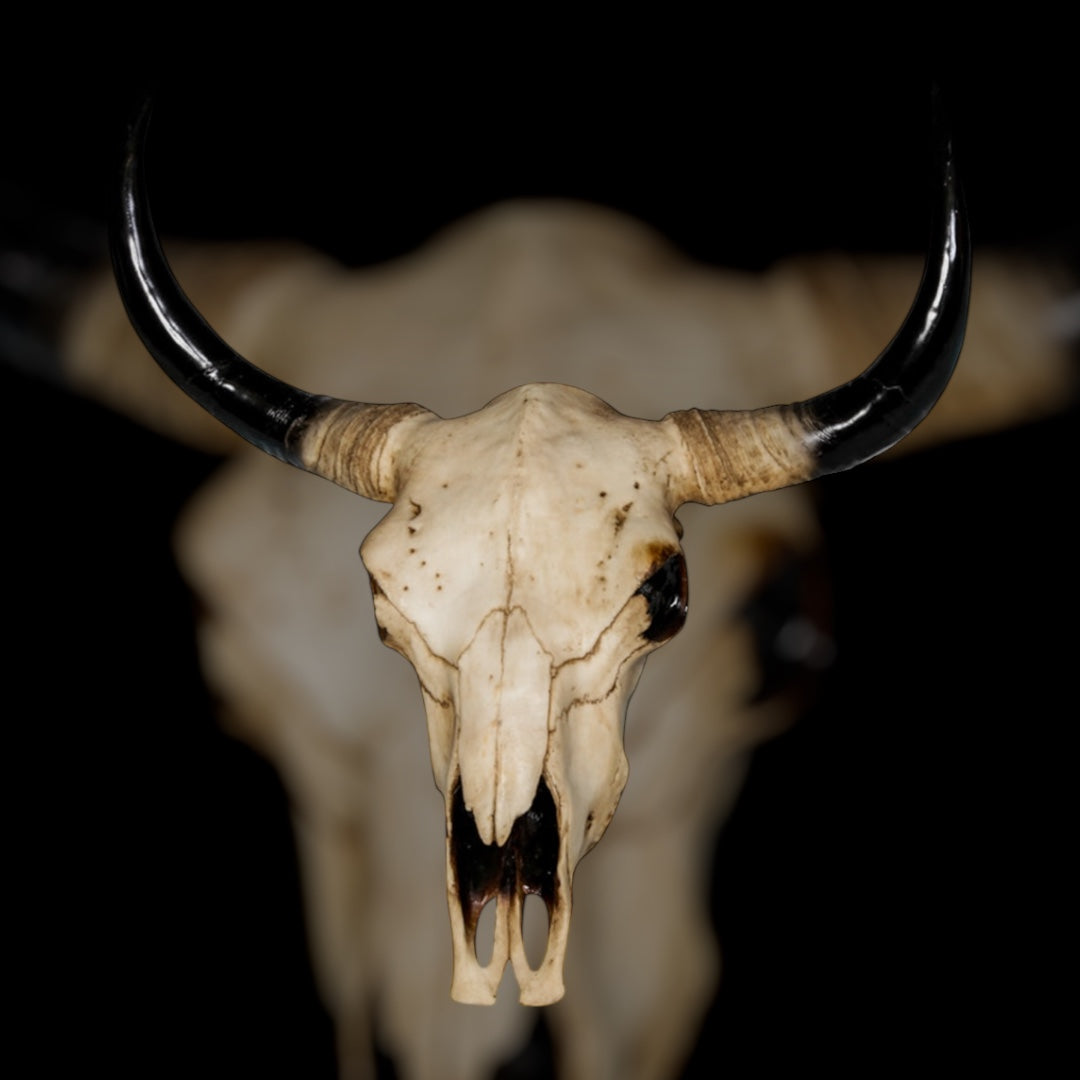 Extra Large Bison Wall Head – Majestic Resin Skull Wall Mount