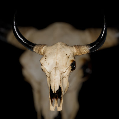 Extra Large Bison Wall Head – Majestic Resin Skull Wall Mount