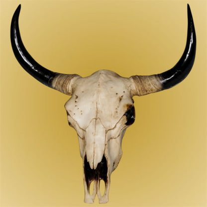 Extra Large Bison Wall Head – Majestic Resin Skull Wall Mount
