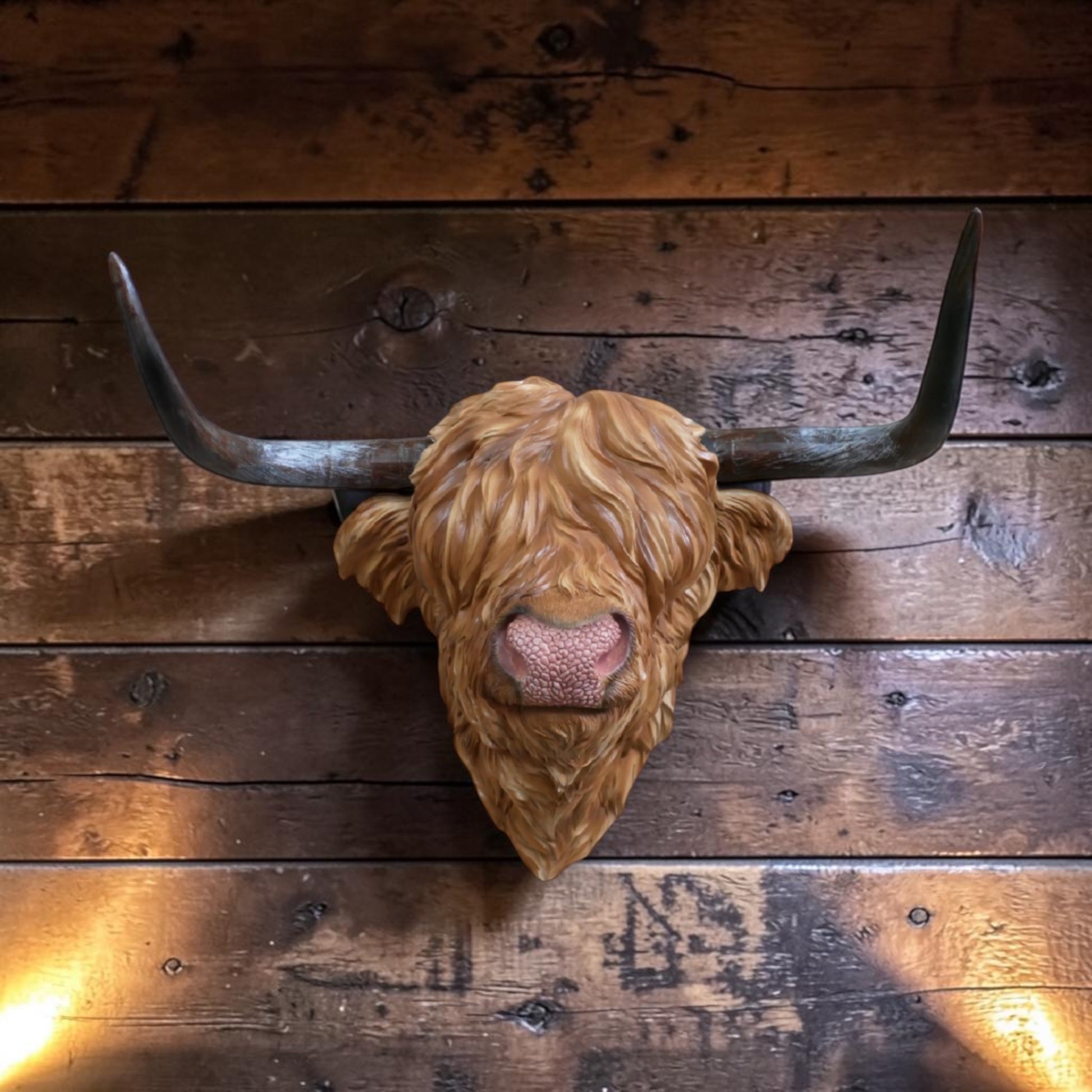 Resin Highland Cow Wall Head | Rustic Farmhouse-Style Animal Wall Decor | Sign of the times Stoke