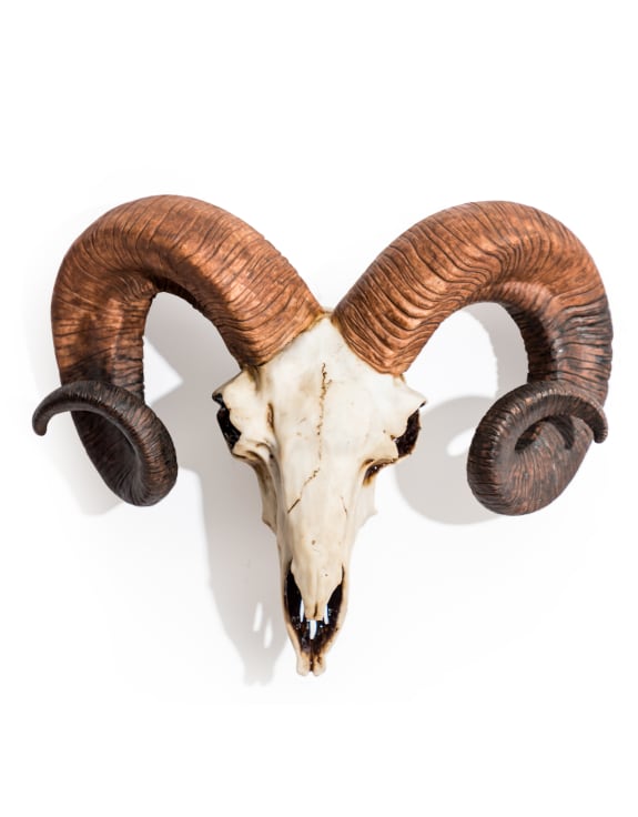 "Natural" Ram Skull Wall Head – Rustic Wall Décor with Intriguing Charm