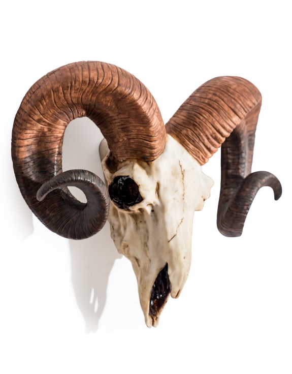 "Natural" Ram Skull Wall Head – Rustic Wall Décor with Intriguing Charm