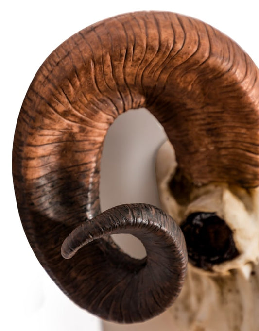 "Natural" Ram Skull Wall Head – Rustic Wall Décor with Intriguing Charm