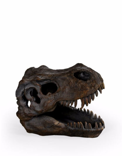 T Rex Skull Table Decor - Impressive Resin Dinosaur Skull Sculpture | Sign of the times Stoke