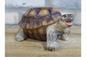 Small Tortoise Ornament | Charming Animal Decor for Home or Garden