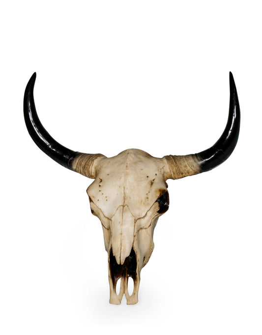 Extra Large Bison Wall Head – Majestic Resin Skull Wall Mount | Sign of the times Stoke