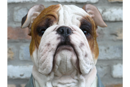 Large Bulldog Bust – Bold & Distinguished Dog Sculpture