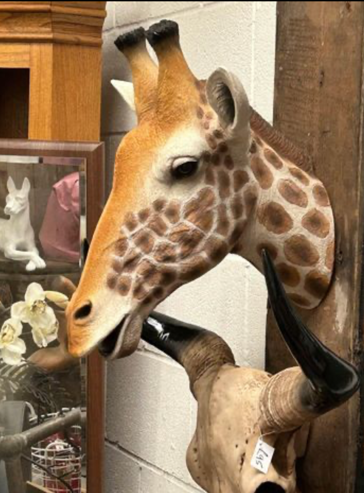 Large Giraffe Wall Head - Realistic Resin Wall Art | Sign of the times Stoke