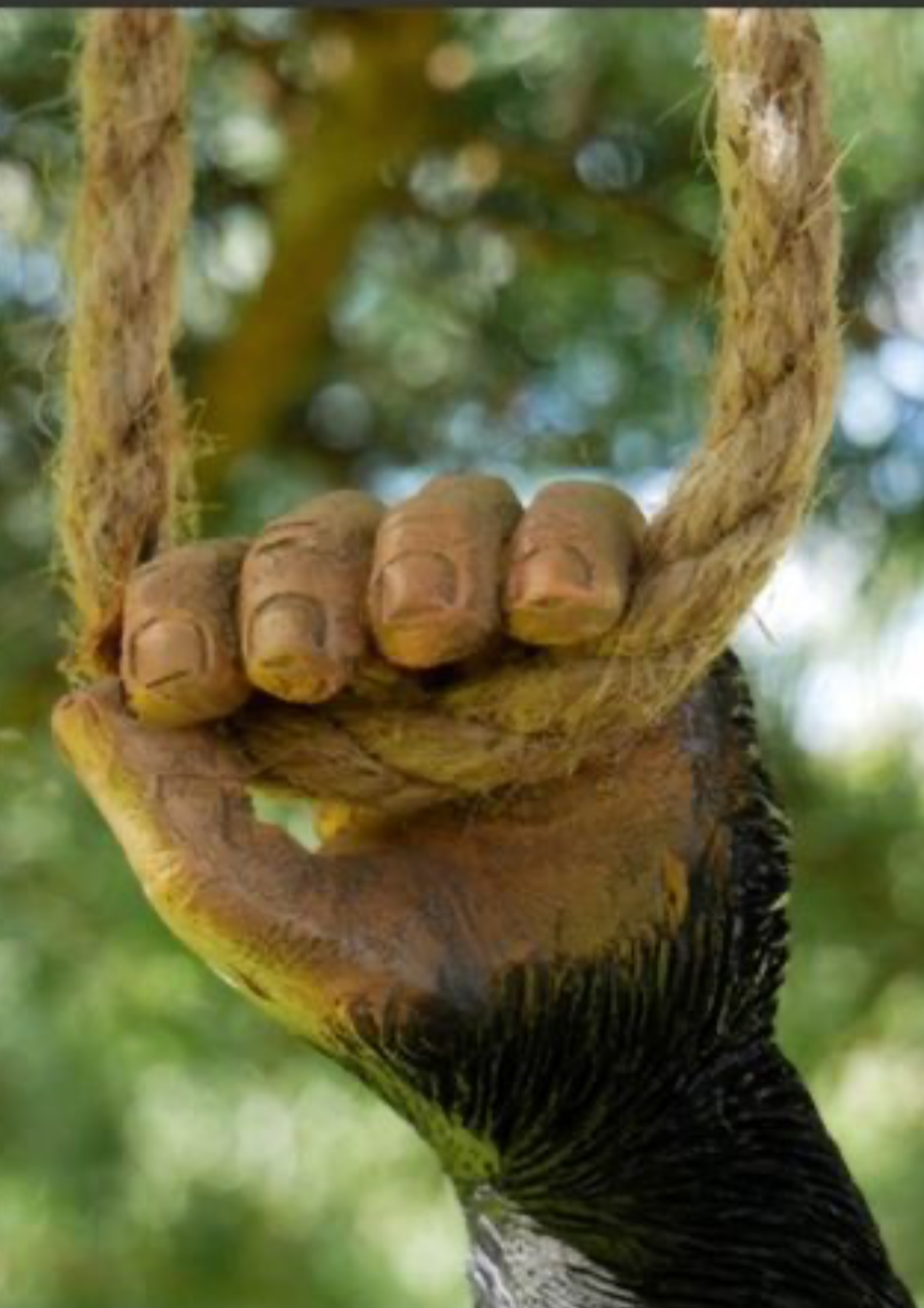 Monkey on a Rope – Playful Resin Sculpture | Sign of the times Stoke