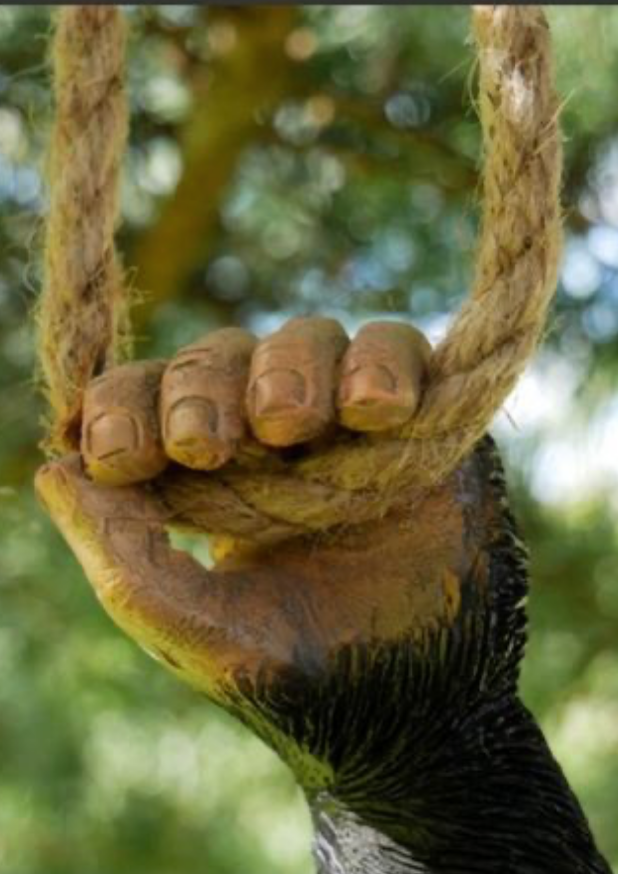 Monkey on a Rope