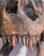 Large T-Rex Dinosaur Head Wall Mount - Stunning Prehistoric Decor