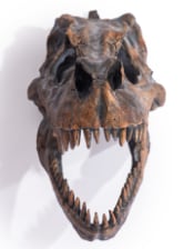 Large T-Rex Dinosaur Head Wall Mount - Stunning Prehistoric Decor