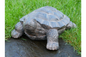 Decorative Tortoise Ornament – Nature-Inspired Home & Garden Décor