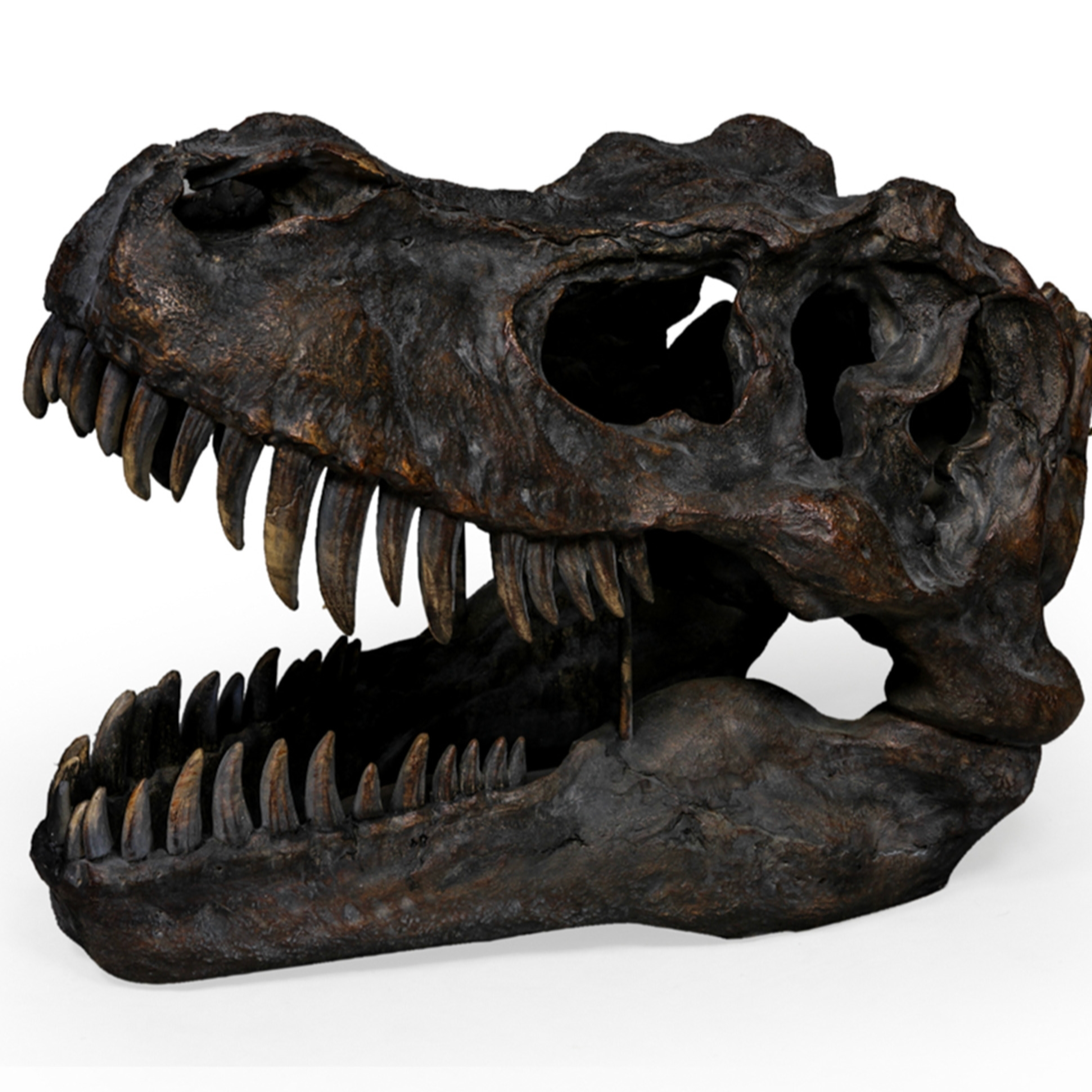 Extra Large T-Rex Dinosaur Head Wall Mount - Majestic Prehistoric Decor | Sign of the times Stoke