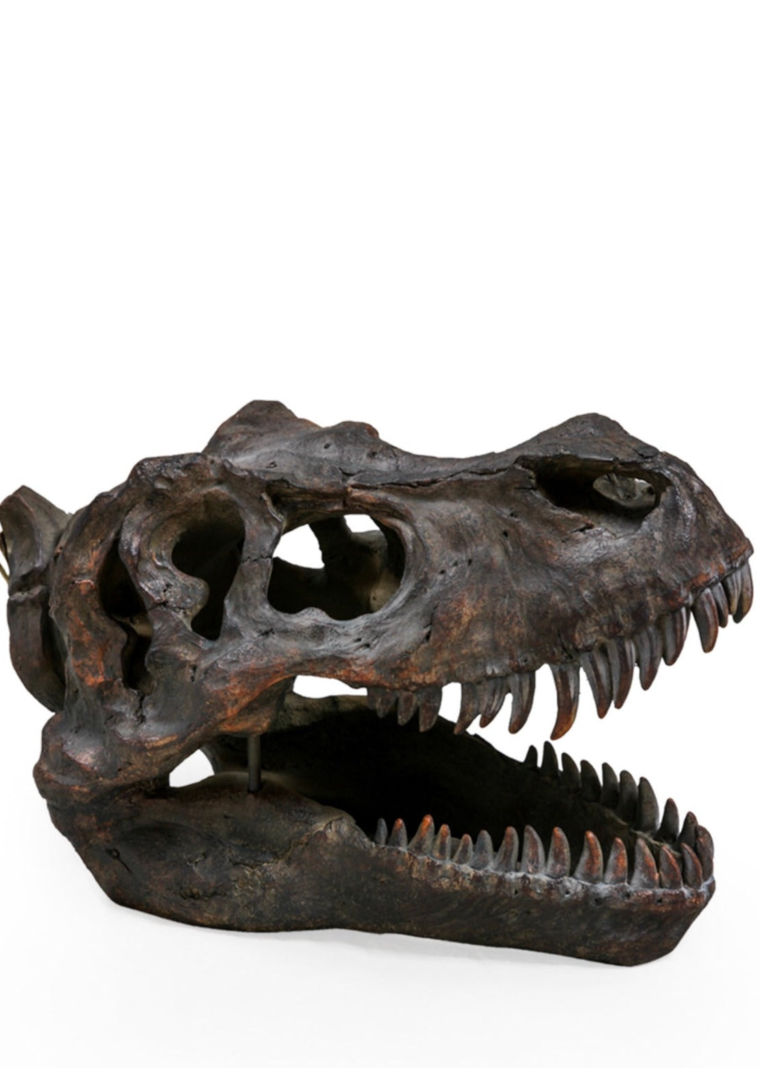 T-Rex Dinosaur Head Wall Mount - Stunning Prehistoric Decor | Sign of the times Stoke